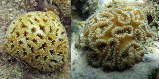 favia fragum - reefs