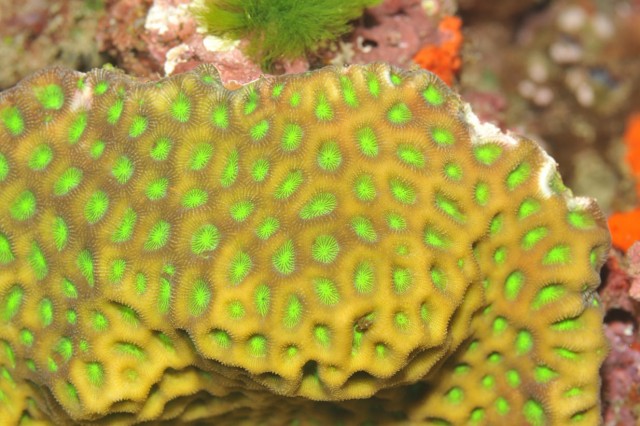 merulindae favites - reefs