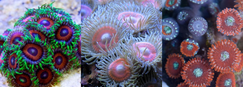 Common aquarium “zoas”: Zoanthus sansibaricus, kuroshio & gigantus. Note the white pots of the latter.