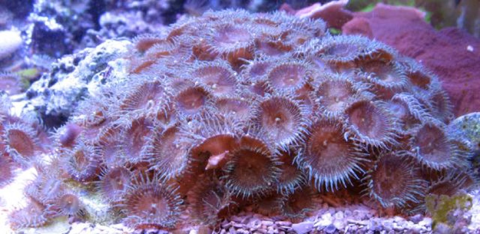 palytoxin-reefs-blog