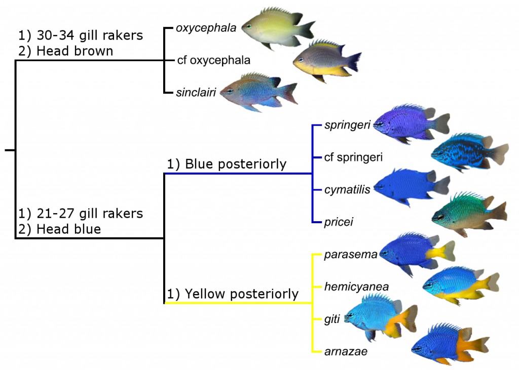 parasema tree