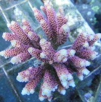 Up-Close with Bali Maricultured Acropora