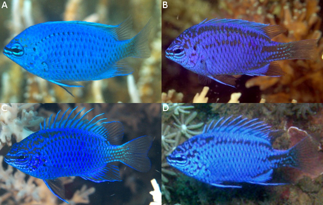 springeri lembeh comparison