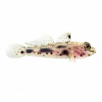 ORA Debuts New Captive-Bred Transparent Cave Goby