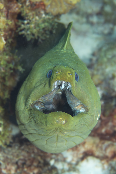 giant eel eats dog