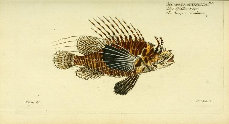 Bloch was first to describe the Antennata Lionfish (Pterois antennata).