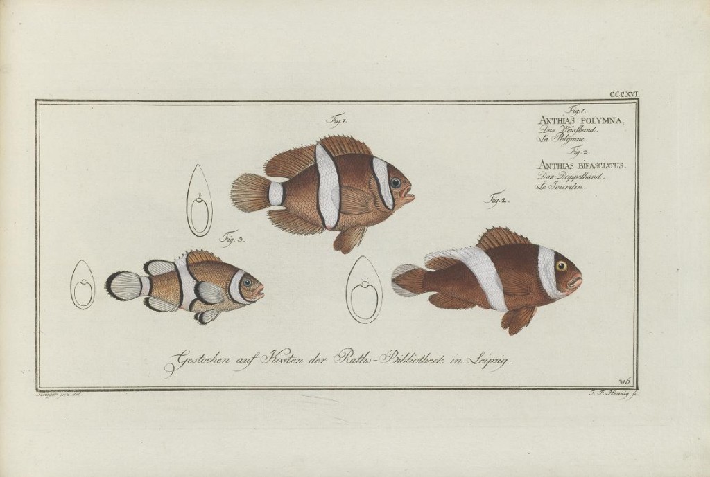 Note how these clownfishes are classified as "Anthias". Early scientific names often had a completely different meaning than the current usage.