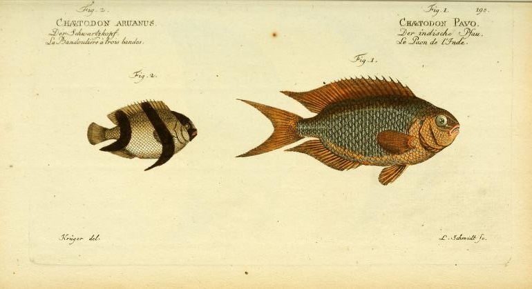 Bloch was the first to describe the beatuiful Sapphire or Peacock Damselfish (Pomacentrus pavo), but it has clearly already lost its color in alcohol. His illustration of Three-stripe Damselfish (Dascyllus aruanus) is a little off, as this fish has a higher body profile.