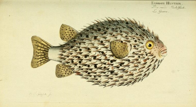 Spot-fin Porcupinefish (Diodon hystrix).