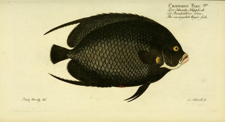 French Angelfish (Pomacanthus paru) is credited to Bloch, as he is the first to depict it in any descriptive sense. The name actually originated in the early work of Forsskål , but without any description of the actual fish.