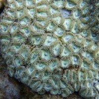 Monday Archives: Zoanthids in their Natural Environment