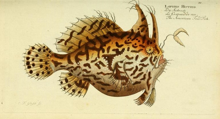 How can you not love this illustration of the Sargassum Anglerfish (Histrio histrio).