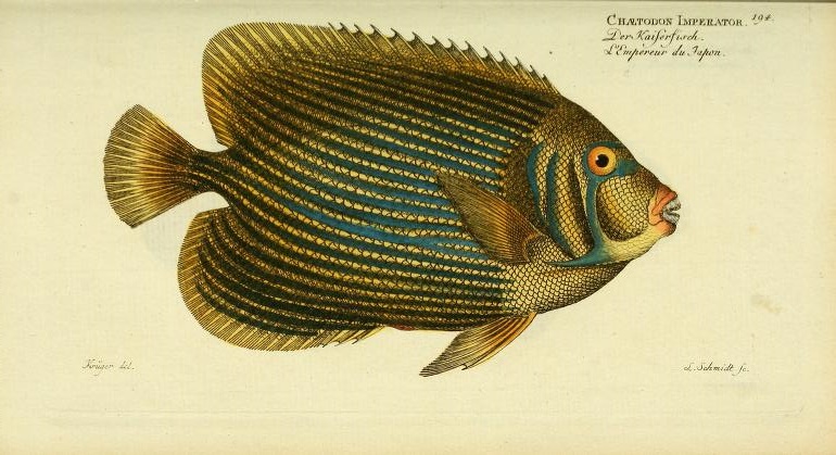 Bloch was the first to scientifically describe and illustrate the familiar Imperator Angelfish.