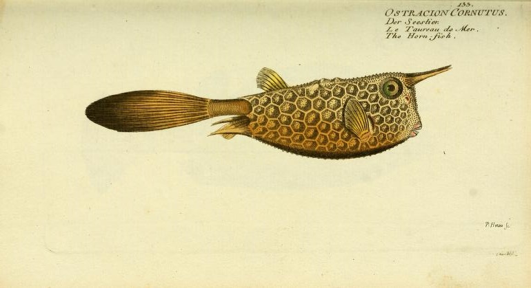 Long-horned Cowfish (Lactoria cornutus). As bizarre in the 1700's as it is today. I like Bloch's common name of "Horn-fish"