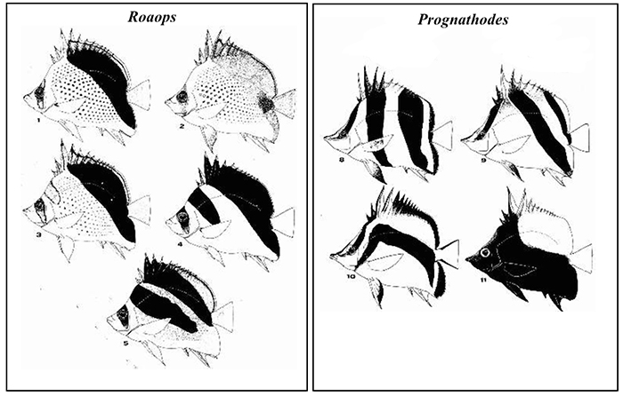 Comparison in oblique banding between Roaops and Prognathodes. Photo by Teodor T. Nalbant.