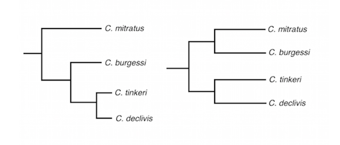 Two proposed phylogenetic relationships of the Roaops subgenus. In the first tree on the left, C. tinkeri and C. declivis are hypothesized as evolutionary derivatives of C. burgessi, which in turn is hypothesized to be the geminate sister of C. mitratus. Although this seems more likely, we cannot be sure if burgessi is more closely related to tinkeri/declivis or mitratus.