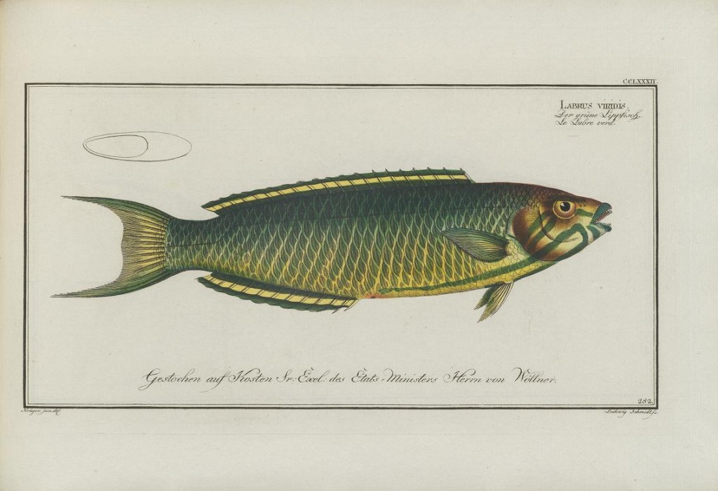 This is a rather dully illustrated Lunare Wrasse (Thalassoma lunare). Here Bloch classifies it as "Labrus viridis", which Linnaeus had already used for an entirely different Mediterranean wrasse.