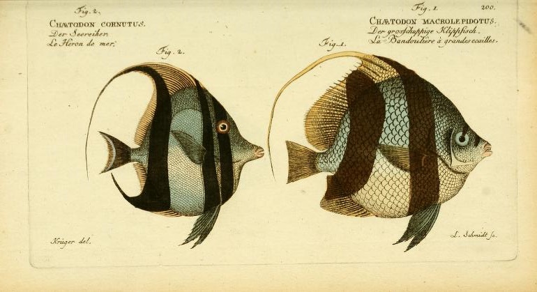 The superfiscial similarities of the Moorish Idol (Zanclus cornutus) and the Schooling Bannerfish (Heniochus acuminatus) clearly fooled Bloch, who placed both into his broad concept of "Chaetodon".