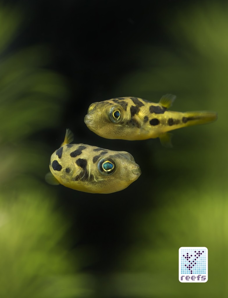 pea puffers