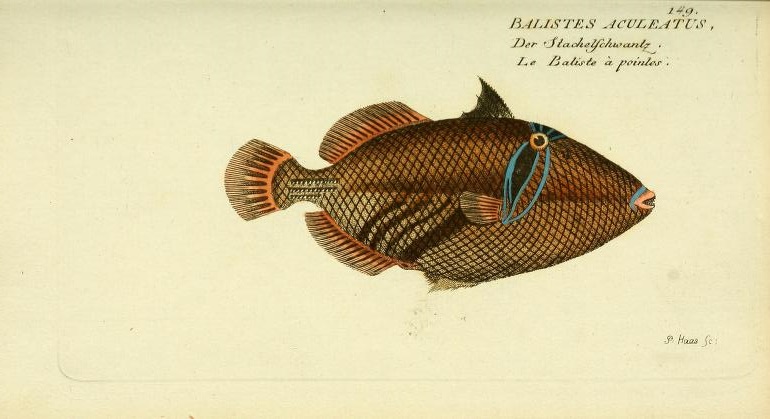 This is likely the first image of a Picasso Triggerfish, which had been described by Linneaus a few decades earlier in 1758.