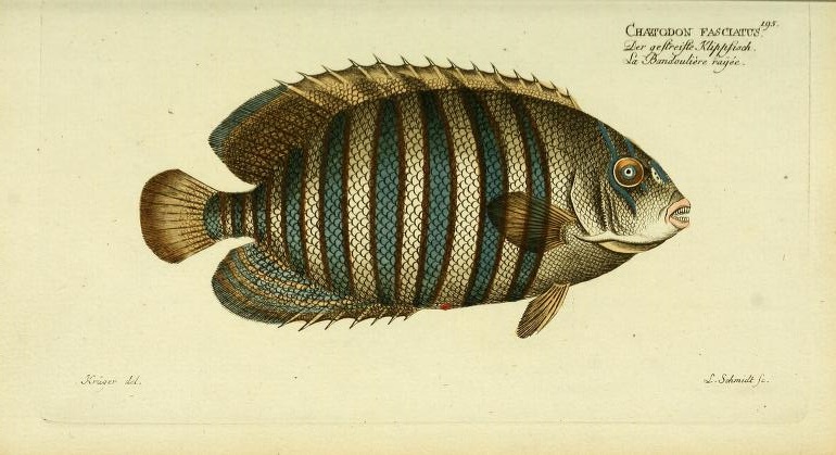 Regal Angelfish, as "Chaetodon fasciatus".
