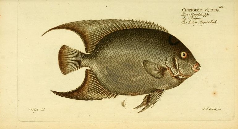 This Queen Angelfish (Holacanthus ciliaris) seems to have been illustrated from a preserved specimen. 