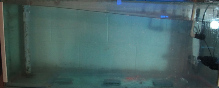 Figure 7. The XF-130 can produce waves, as seen in this photo of the test aquarium. The flow velocity sensor is seen in the upper right.