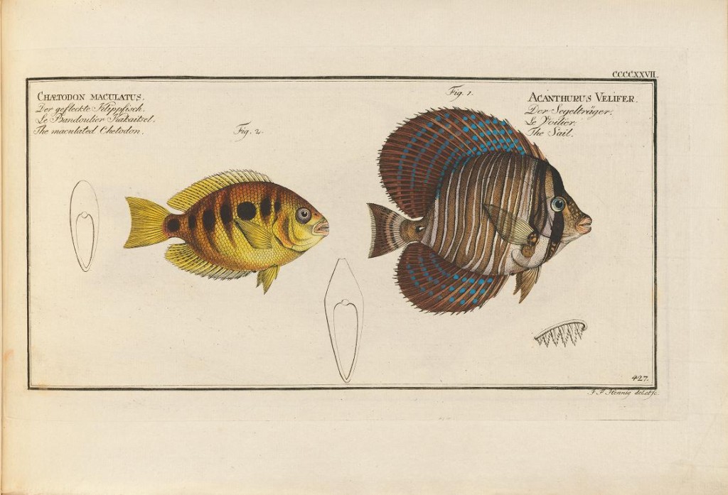 That's a brackish water cichlid on the left (Pseudetroplus maculatus), which Bloch described, and the Sailfin Tang on the right is from India and is the type specimen for velifer, but, strangely, this is the name now used for the Pacific species. The specimen illustrated by Bloch is what we now call Zebrasoma desjardinii, though this species name was described after Bloch's "velifer". Clearly more taxonomic work is needed to sort this out.