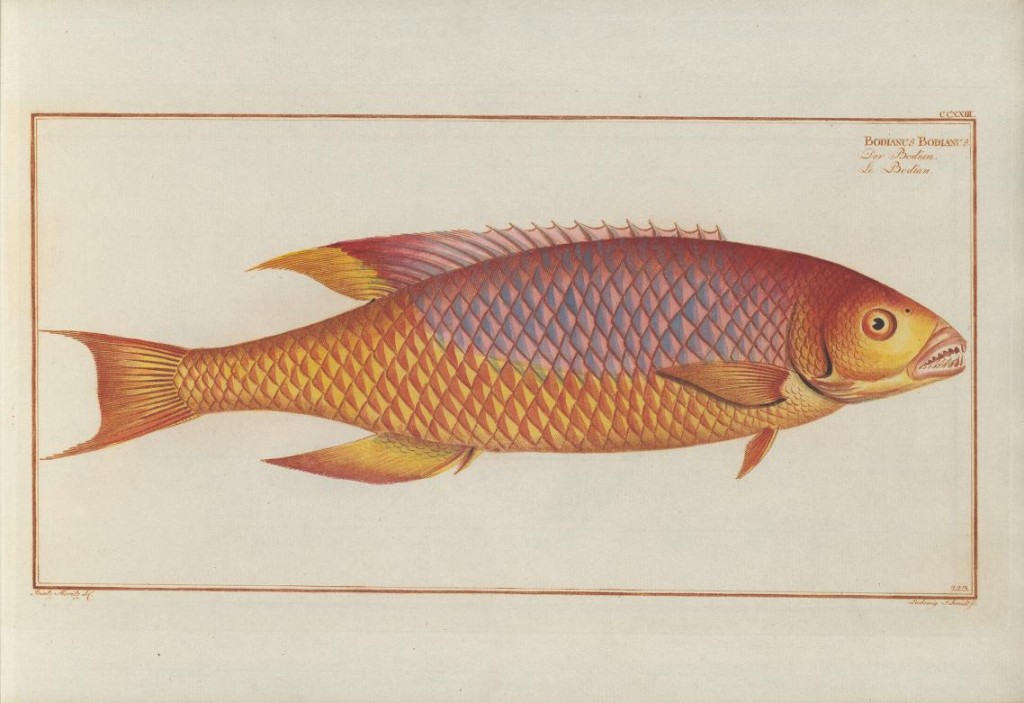 Here Bloch describes the genus Bodianus, using it for the Spanish Hogfish (Bodianus rufus). Interestingly, Linnaeus had already described this species as "Labrus rufus", so Bloch only gets credit for establishing the genus, not the species.