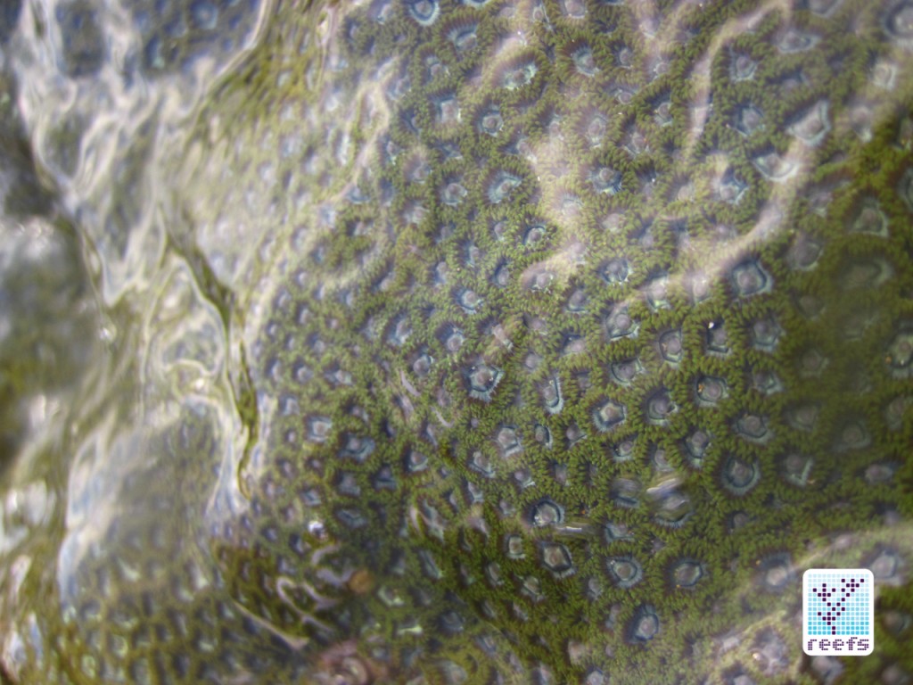 Zoanthids covered with protective slime 