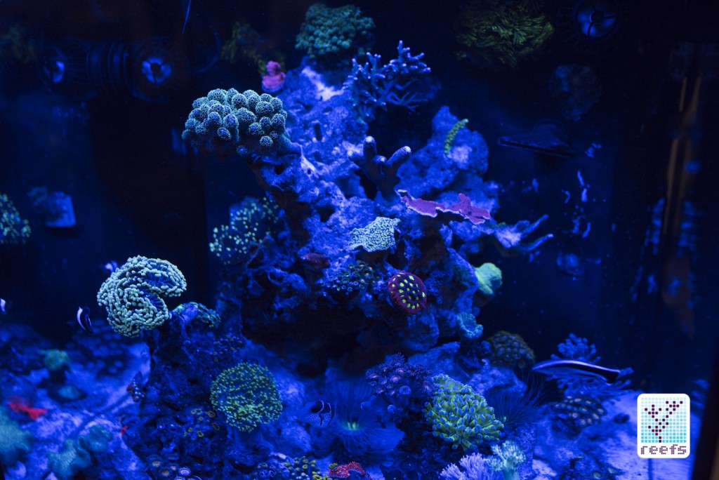 Fluval  Marine and Reef 2.0 over author's aquarium- Actinics only