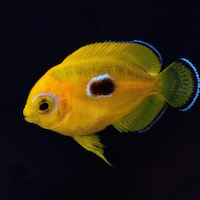 Captive bred Lemonpeel Angelfish: Bali Aquarich’s virgin foray into the genus Centropyge
