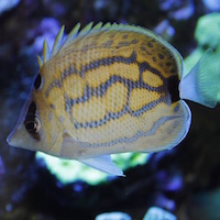 First record of hybridization in the Hawaiian endemic butterflyfish Chaetodon fremblii
