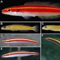 Terelabrus dewapyle: A new species of deepwater labrid from the Western Pacific Oean