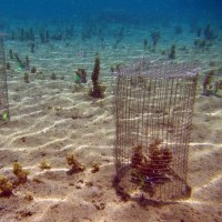 Algae Saves Coral from Crown of Thorns