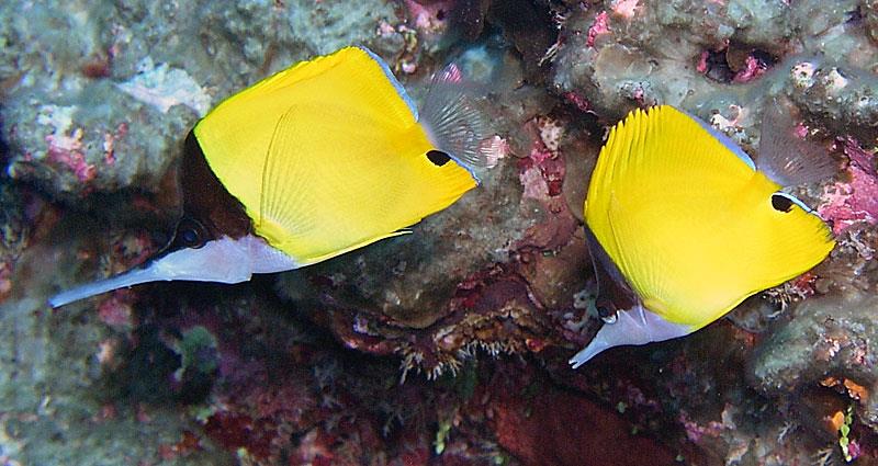 A heterospecific pairing between F. longirostris (left) and F. flavissimus (right). Note the difference in snout lengths and eye color. Photo credit: Dustin Dorton.