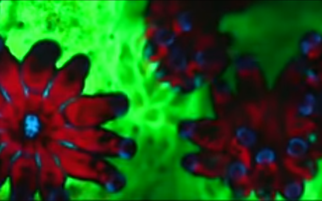 Creating Super Coral