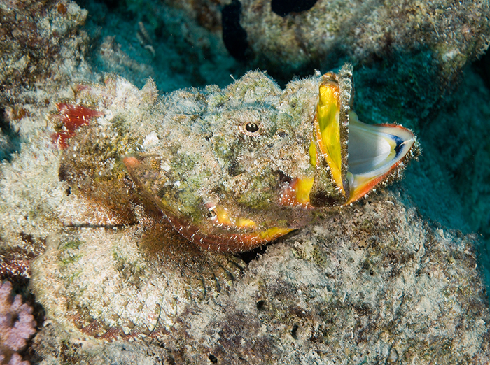 Scorpaenopsis diabolus – the aptly named Devil Scorpionfish.