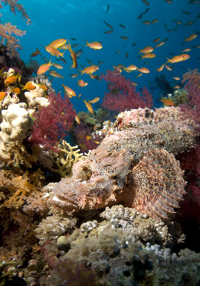 Scorpaenopsis oxycephala blending into a reef.