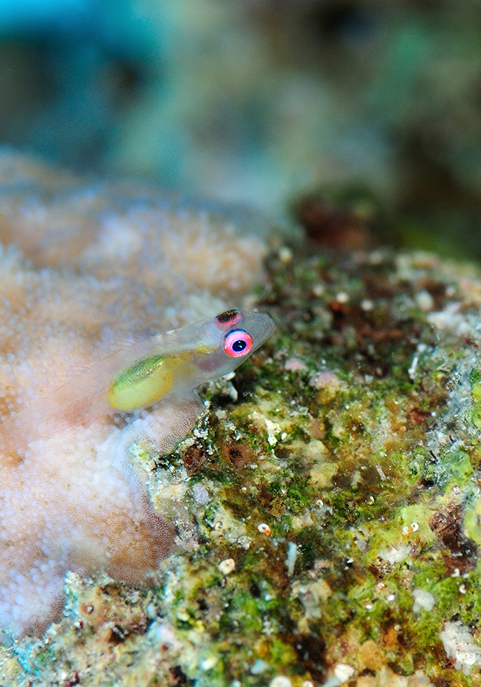 Or… go a different way and blend in by going see-through. These tiny gobies (Bryaninops natans) reach around an inch in length and hide within coral branches.