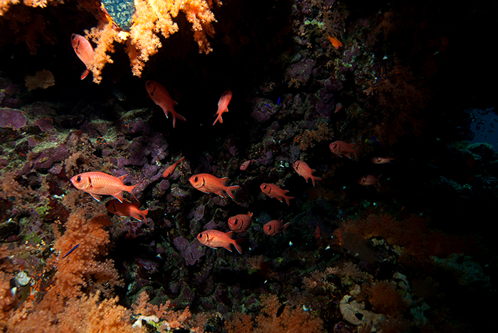More ‘red’ soldierfish (Myripristis murdjan) in their natural daytime haunt of a cave. They hunt on the reef at night.