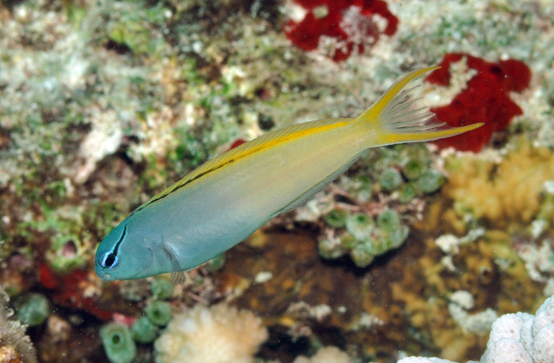 A possible hybrid of the Indo-Philippines and Melanesian populations. Note the intermediate dorsal fin stripe and light yellow coloration. From the Banda Sea. Credit: Gerry Allen