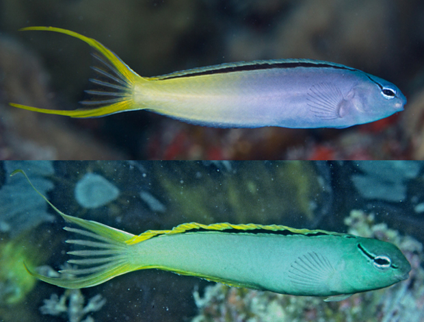 M. cf atrodorsalis from Eastern (above) and Western Australia. Note the brighter yellow of the dorsal fin and greyer body of the western population. Credit: Gerry Allen & Rudie Kuiter