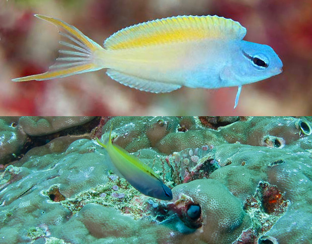 Juvenile M. cf atrodorsalis from Mactan, Philippines and mature specimens from Borneo. Note the unmarked dorsal fin of the juvenile. Credit: kiss2sea & Bernard Dupont
