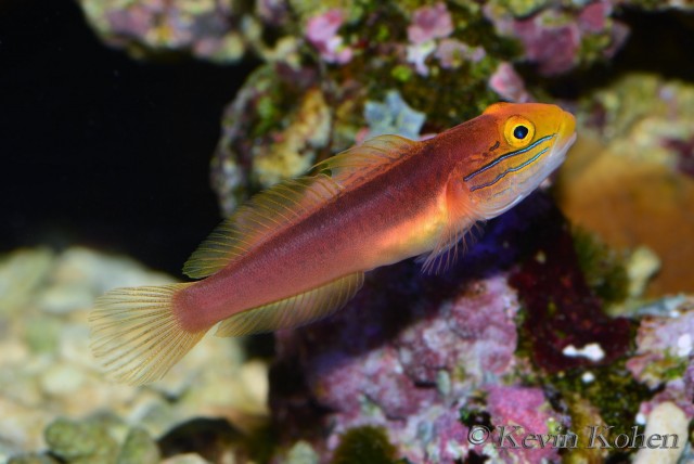 japanese-sand-sifting-goby - reefs