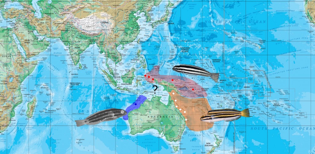 lineatus map