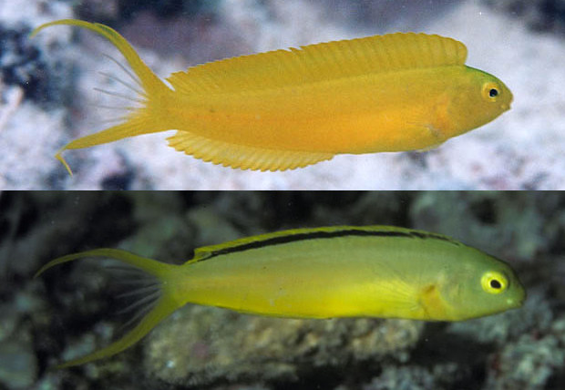 M. oualanensis and tongaensis. Note the dorsal fin stripe and chartreuse coloration of the latter. Credit: Yoshimi Kyakuno