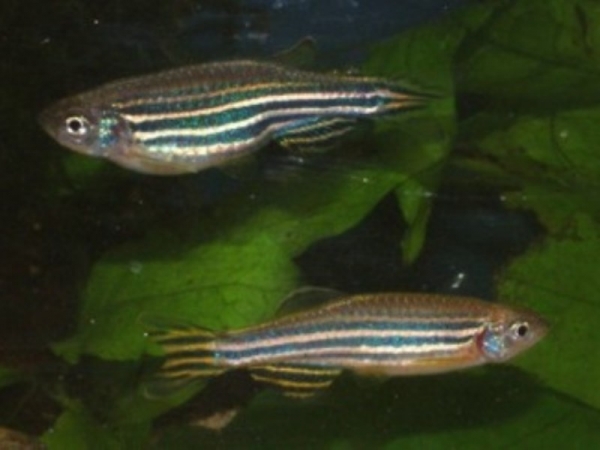 zebrafish