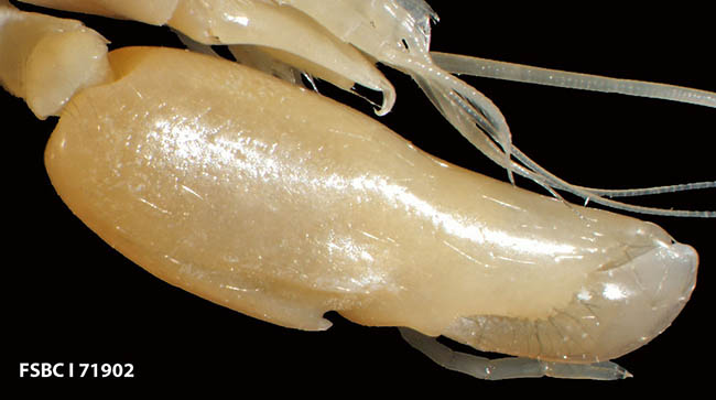 Claws on an alpheid snapping shrimp. credit: FWC Fish and Wildife Research Institute. Creative Commons