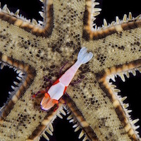 Macro Monday: Crustacean combo